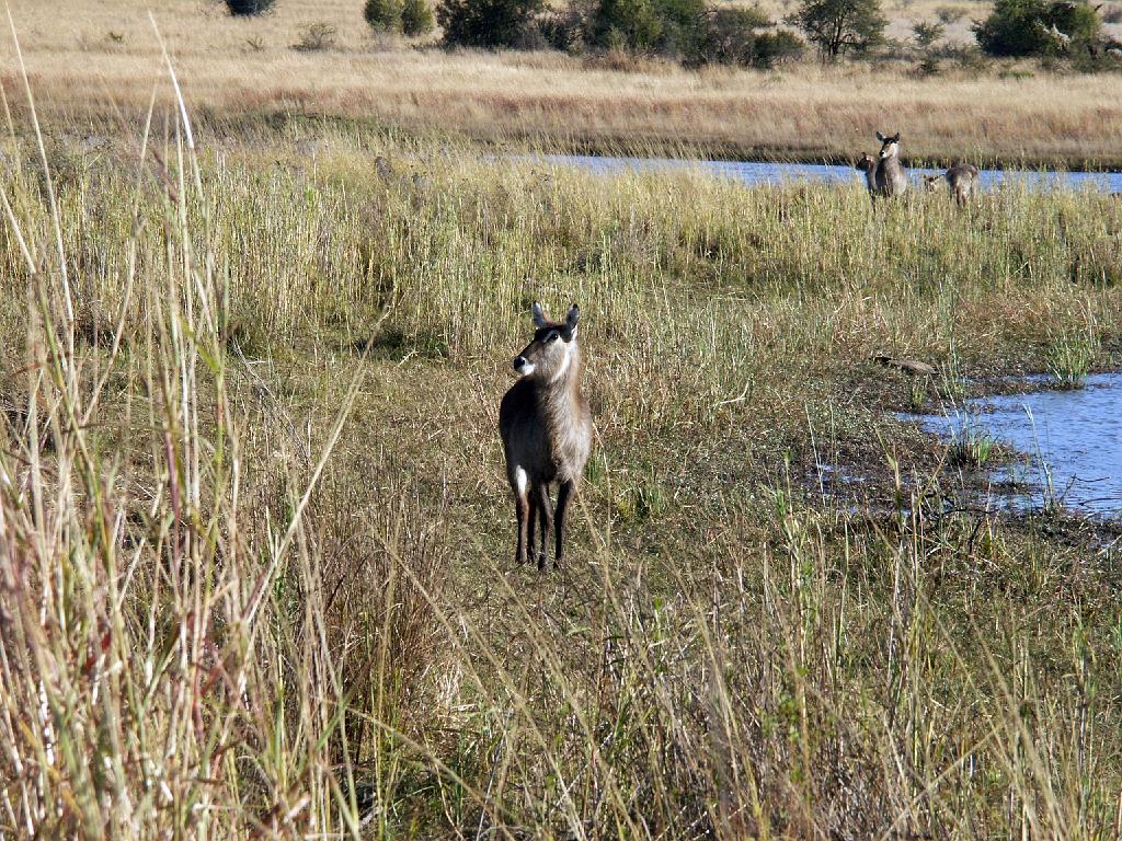 090516_Pilanesberg 237.jpg